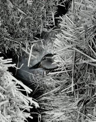 Mallard Duck was accidentally evicted by bull dozer today and her nest and 12 eggs she had been hatching were destroyed at construction site