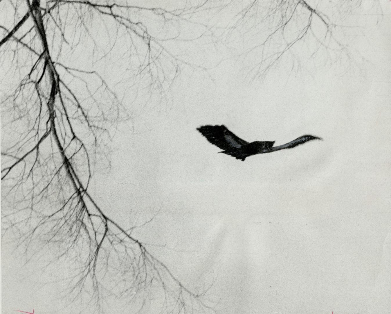 A bald eagle soars above Ward's Island as it hunts for small fish and mammals