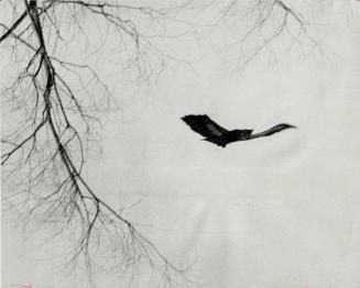 A bald eagle soars above Ward's Island as it hunts for small fish and mammals