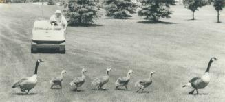 Honk! Honk! Goose crossing fairway