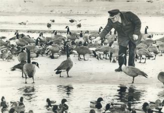 Now geese fear the food man. The geese on Grenadier Pond have become reluctant to feed out of anyone's hand since eight birds died this week from pois(...)