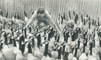 Gone geese. Take gander at all those geese! To control the goose population, 1,200 honkers are being rounded up on Centre Island by Ministry of Natura(...)