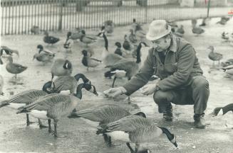 Day for ducks and geese