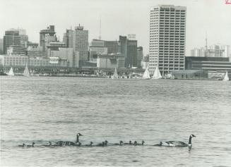 Out for a Sunday Cruise, this pair of Canada geese convoys a flotilla of 18 offspring as they paddle along under sunny skies on Toronto Harbor off Cen(...)