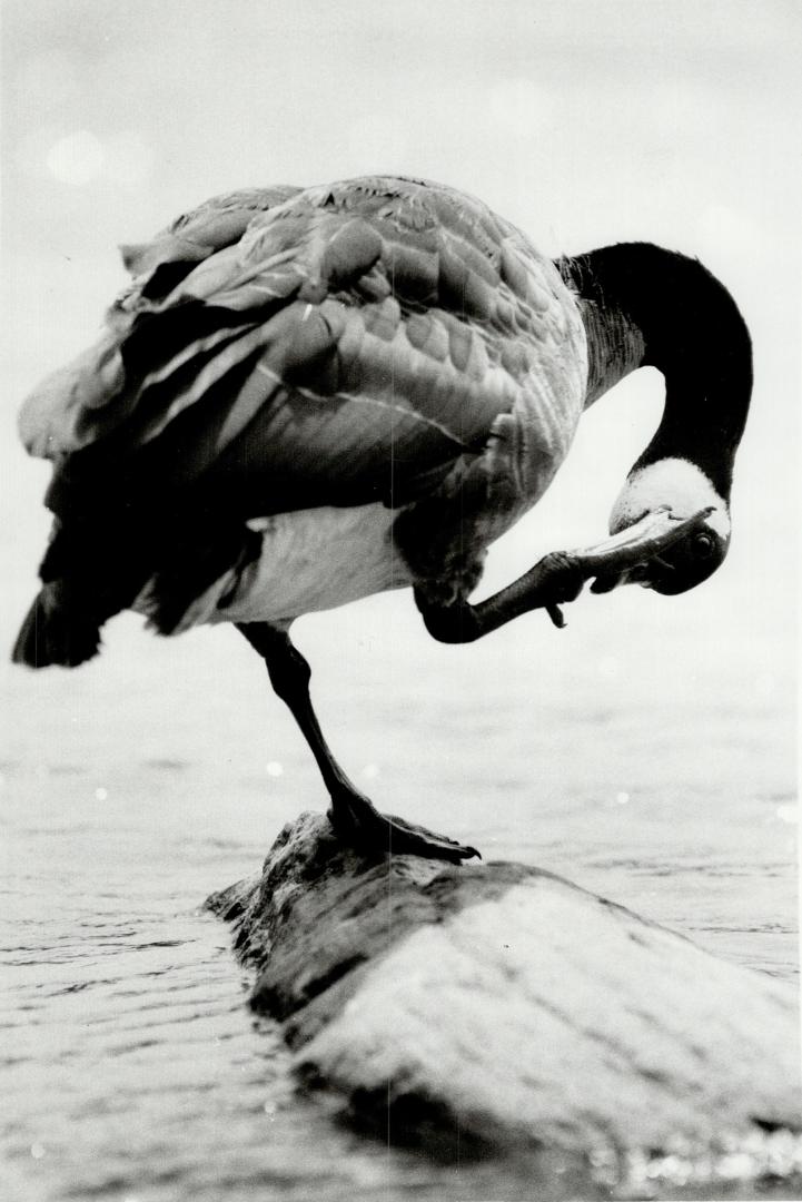 Goosey takes a gander. The sun-baked rocks off Rouge Beach Park, Scarborough, can be hard on webbed feet, so this Canada goose takes advantage of a qu(...)