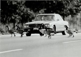 Out for an autumn stroll. Canada geese bring traffic to an abrupt halt as they make their way across Lake Shore Blvd. yesterday from Lake Ontario, hea(...)