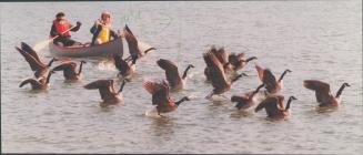 Birds - Geese, Canada (2 of 2 files) (color)