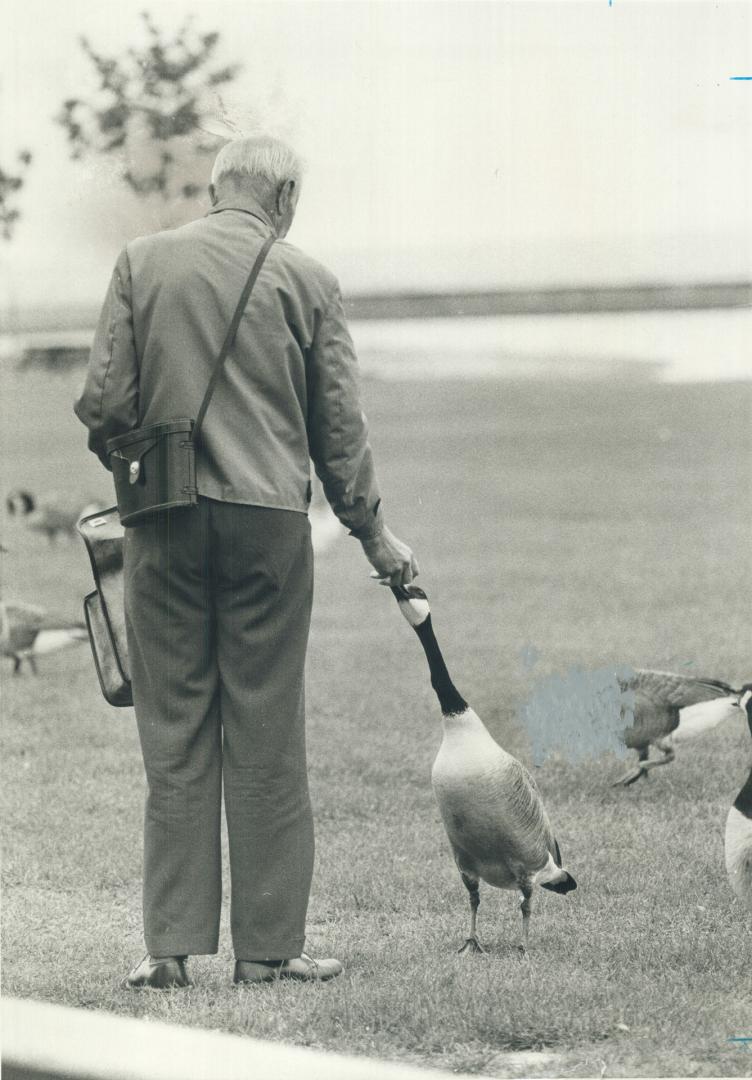 It was good hunting weather for geese looking for handouts yesterday along shores of Lake Ontario