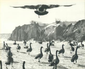 Feeding time? This flock of Canada Geese, part of a growing number in the Metro area that now spend the winter here, wander about as if they're lookin(...)