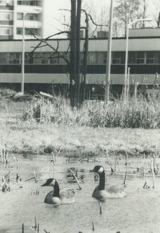 Birds - Geese, Canada (2 of 2 files) (color)