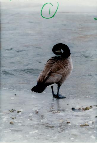 Canada Geese