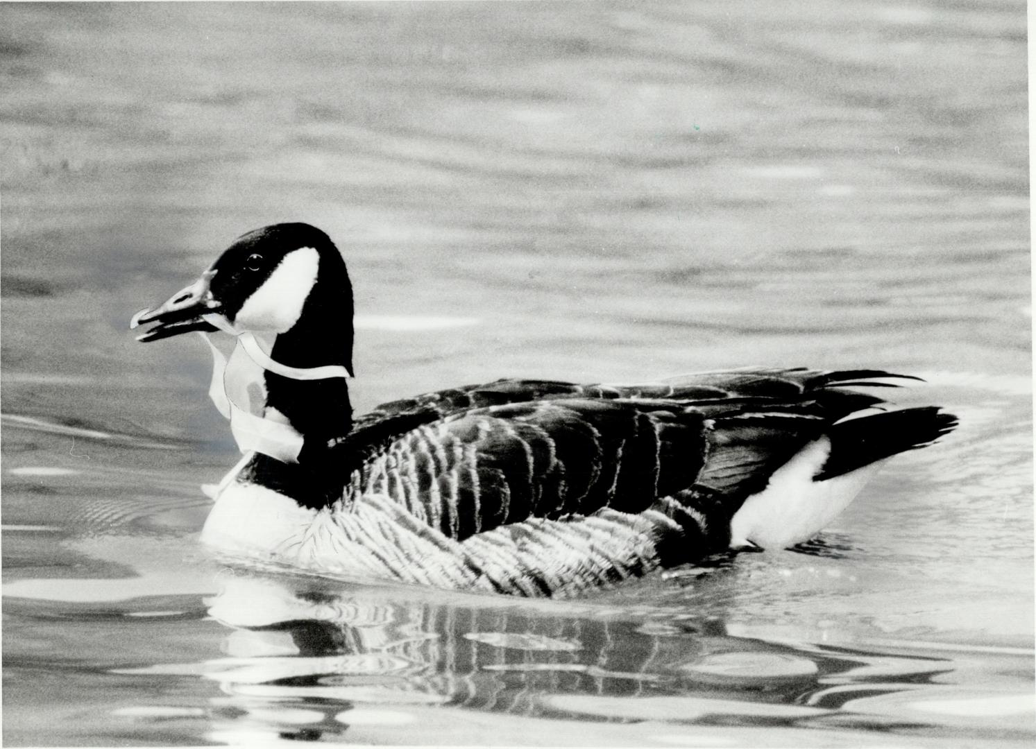 Starving goose resists efforts to rescue it