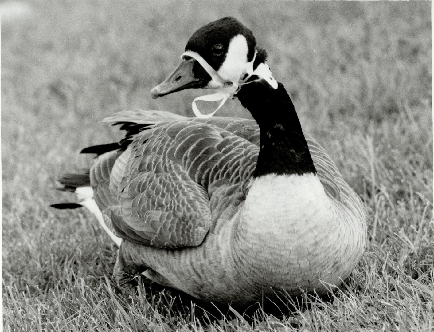 Trapped: Six-Pack the goose could strangle if plastic rings aren't removed