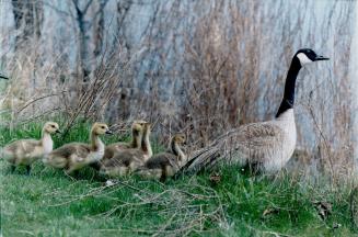 Birds - Geese, Canada (2 of 2 files) (color)