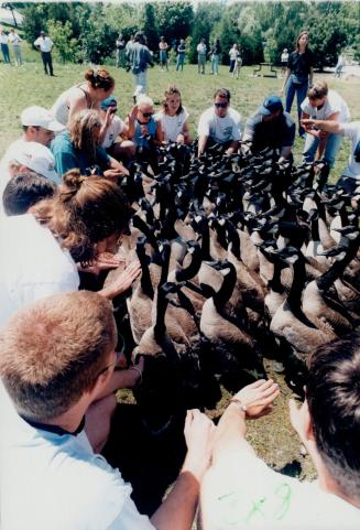 Birds - Geese, Canada (2 of 2 files) (color)