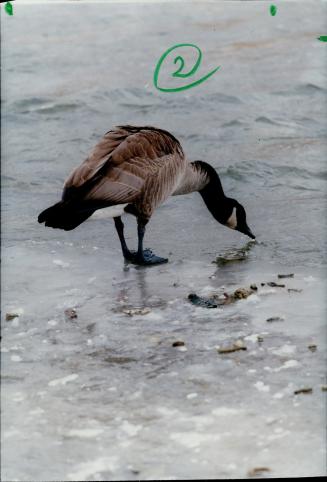 Birds - Geese, Canada (2 of 2 files) (color)