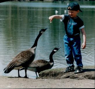 Birds - Geese, Canada (2 of 2 files) (color)