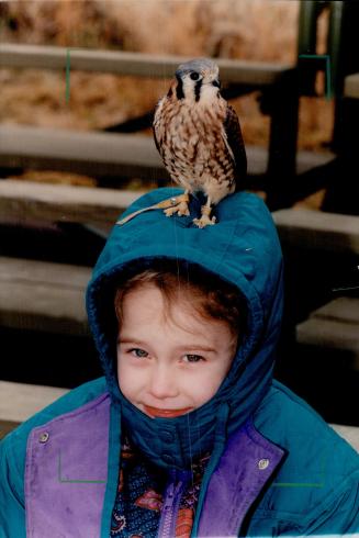 American Kestrel Rebecca Simpson