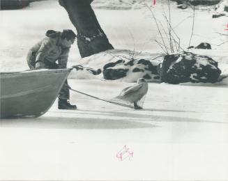 Gotcha! It was the annual winter round-up of permanently crippled birds at the south pond in High Park yesterday