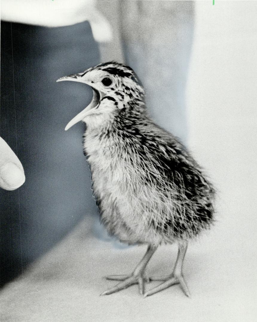 Where's my dinner? One of the four red-winged tinameos hatched Sunday at the Royal Ontario Museum isn't shy about making his wants known. The rare birds are an endangered South American species