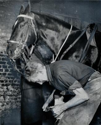 Hoof in one hand, hammer in the other, a shoe is fitted