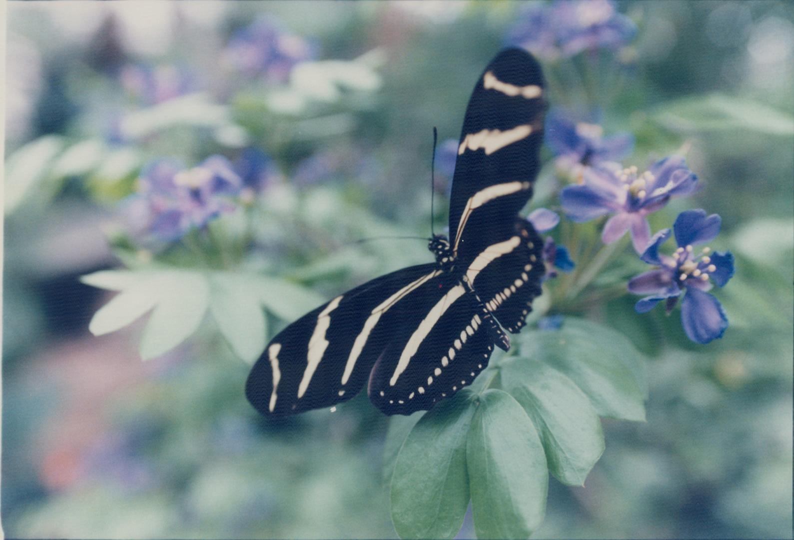 Zebra Longuring