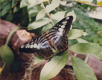 Butterflies and Moths - miscellaneous (1 of 2 files)