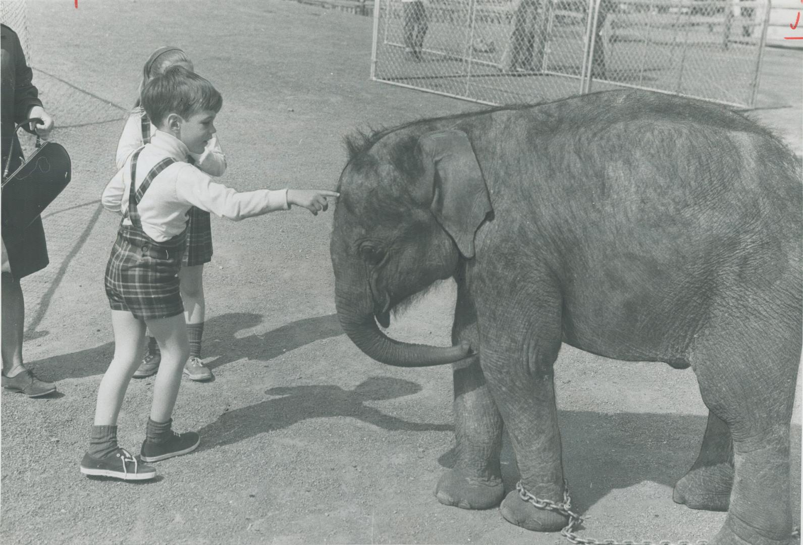 Children's zoo in safari, a corner of imitation Africa in La Ronde, is pretty routine for adults but children get a thrill out of petting a real baby (...)