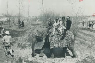 Riding an elephant is a big treat for youngsters - and their parents - visiting Safari, children's zoo in La Ronde amusement area of Expo. It's home o(...)