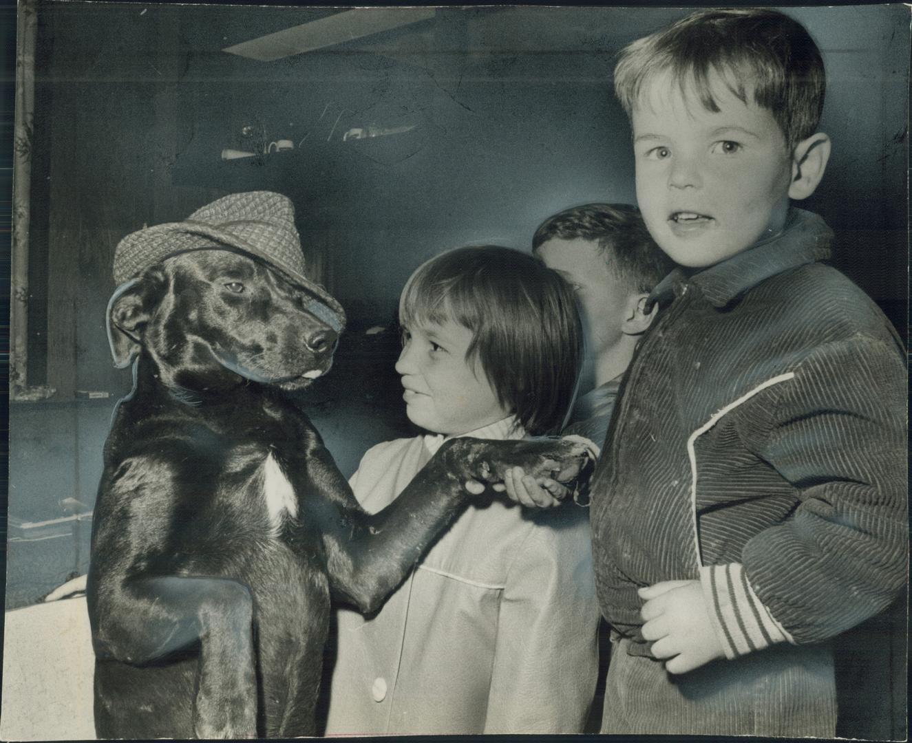 Welcoming some guests, 3-year-old Smoke wears a hat as he shakes hands with 3-year-old Guy Treleaven, while sister Cheryl, 8, and David Gale, 8, look (...)