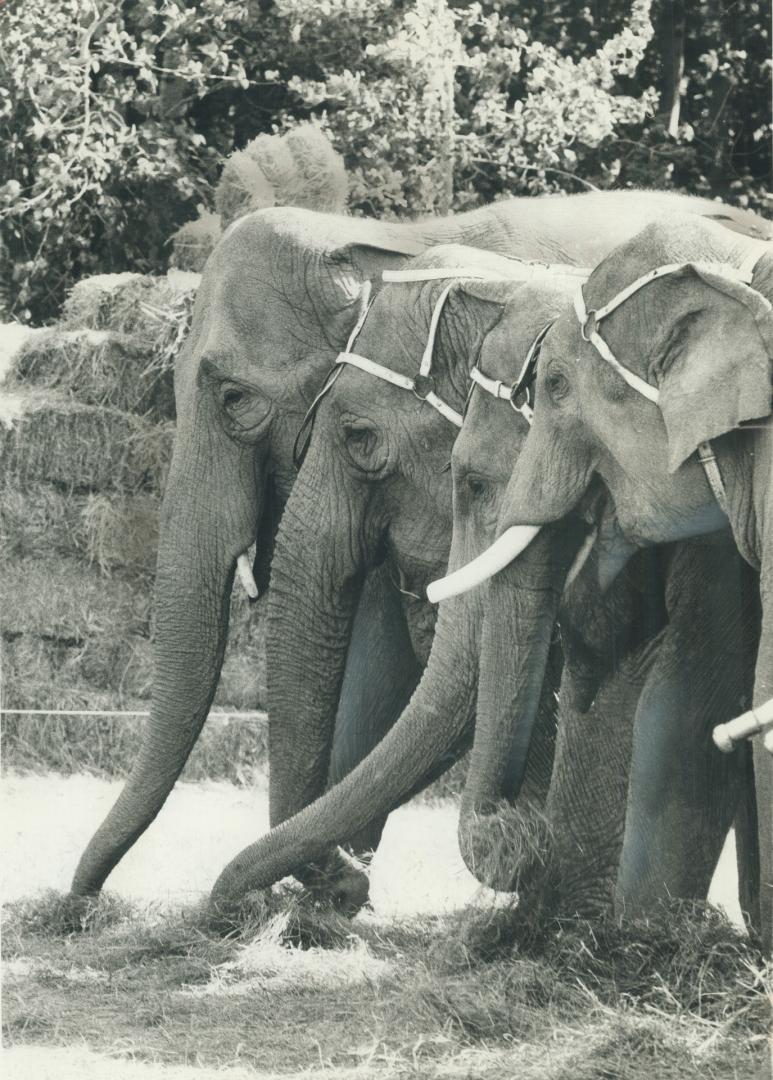 Circus elephants do more than perform in the centre ring