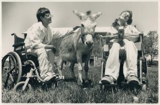 Country life: Shelley Kalloo, left, and Mark Newhall encounter a member of Wind Reach Farm's menagerie