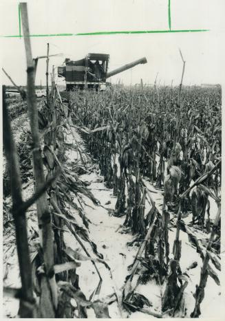 Ontario harvest: Society is slowly waking to the consequences of ignoring the very industry which provides life-sustaining food