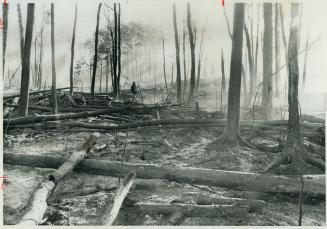 Burned tree trunks, some still standing, some on the ground. Smoke hangs in the air. In the mid…