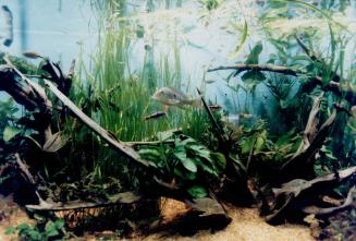 Fish and Fishing - Aquarium