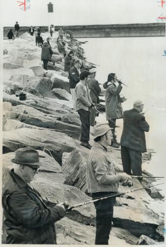 Hundreds of fishermen lined the banks at mouth of the Credit River yesterday, seeking the coho salmon