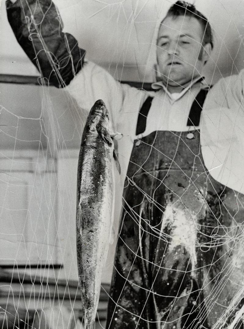 Amateur and professional fishermen alike happily harvest an unexpected bonanza of coho salmon from Lake Huron, At left, Michael Baldwin, 14, of Burlin(...)