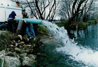 Flowing escape: Ministry of Natrual Resources research scientist Mike Jones steadies a pipe releasing young Atlantic salmon into the Credit River