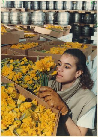 Daffodil drive has smell of success