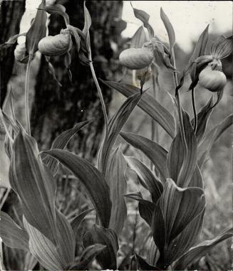 Boggy thickets are often the habitat of the yellow lady's slipper, shown above