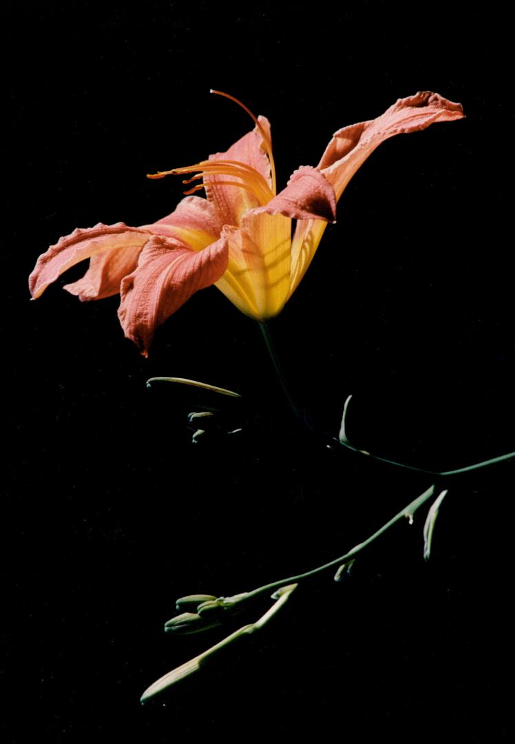 Above left, a day lily catches the sun's rays