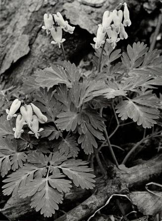 Squirrel corn is another spring wildflower which grows in rich woods