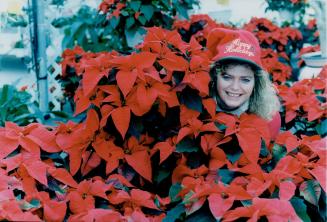 Poinsettias