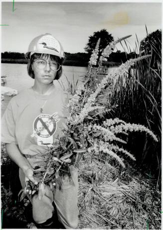 Weed Patrol: Student Lisa Loevenmark pulis up purple loosestrife at Rouge Beach Park yesterday