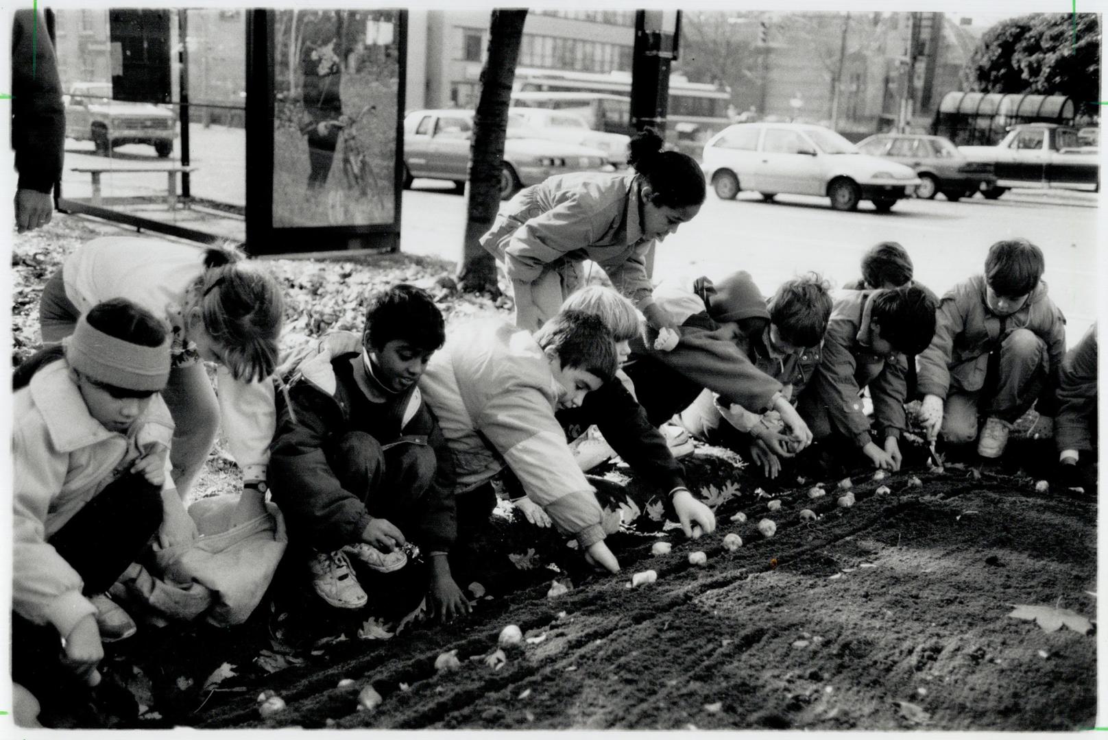 Petals to honor the fallen, Students of Toronto's Brown and Deer Park Public Schools plant white tulip bulbs in Amsterdam Square yesterday - a sure sign that winter is almost here