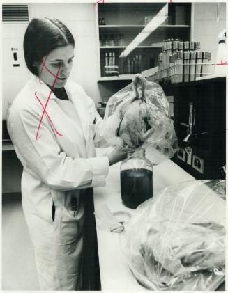 Chicken is shaken in the nutrient broth to check for salmonella