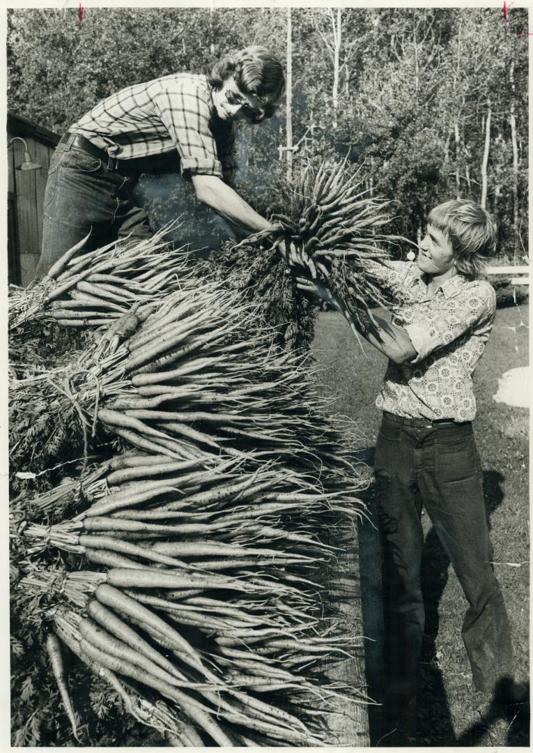 To market, To market. Farm workers Andrew Raddler (left) and Edward Hoekstra unload bunches of carrots from wagon at farm in Holland Marsh. The vegetables will be sent to market