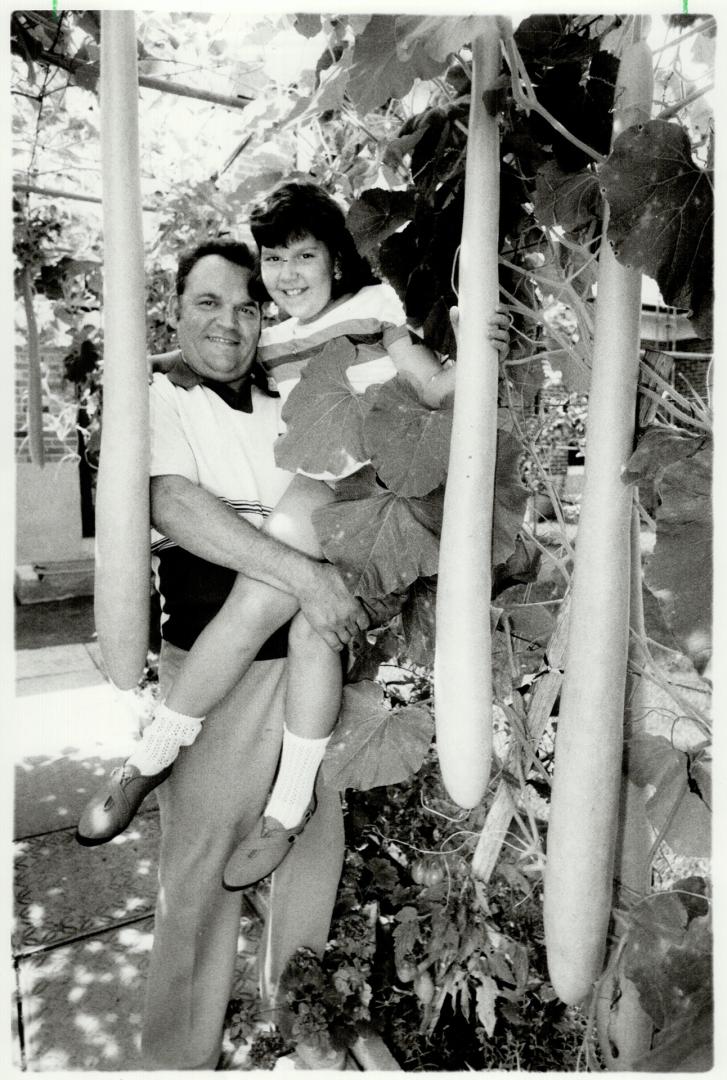 Giant vegetables: Luigi Zanini and his daughter Laura, 10, are shown with the giant zucchinis the North York family has growing in their backyard