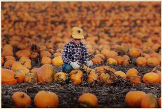 Sea of pumpkins heading for metro