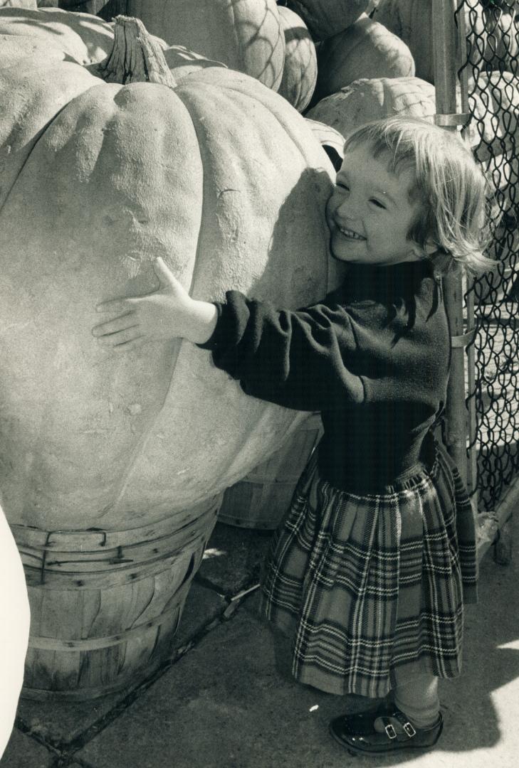 Two-year-old Rachel Regina hugs one of the eighty 250-pound pumpkins you can buy for $100 at the Greenview Fruit Market on Danforth Ave. Proceeds go t(...)